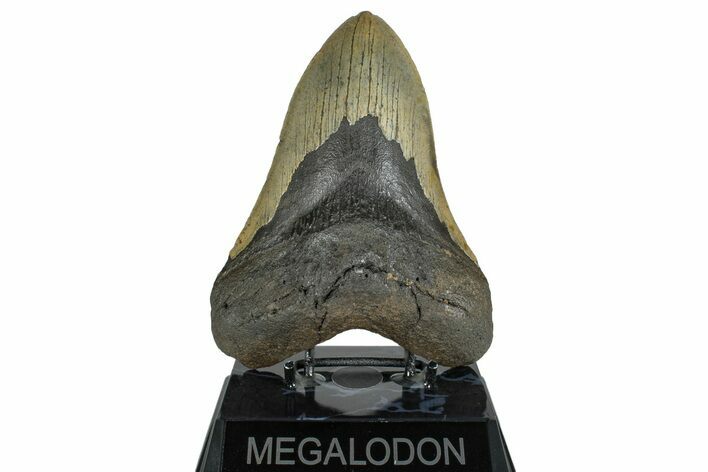 Huge, Fossil Megalodon Tooth - North Carolina #261131